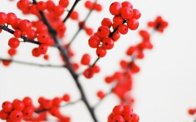 10 Tips to Help You Keep Writing Through the Holidays