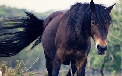 Author Insights: 7 Lessons Learned From First-Time Non-Fiction Author of “The Horse Leads the Way” (+ an eBook Giveaway!)