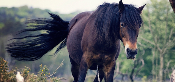 Author Insights: 7 Lessons Learned From First-Time Non-Fiction Author of “The Horse Leads the Way” (+ an eBook Giveaway!)