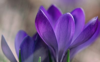 Author Insights: Elaine La Joie on Making Peace with the Possibility of Bad Reviews (+ an Autographed Book Giveaway)